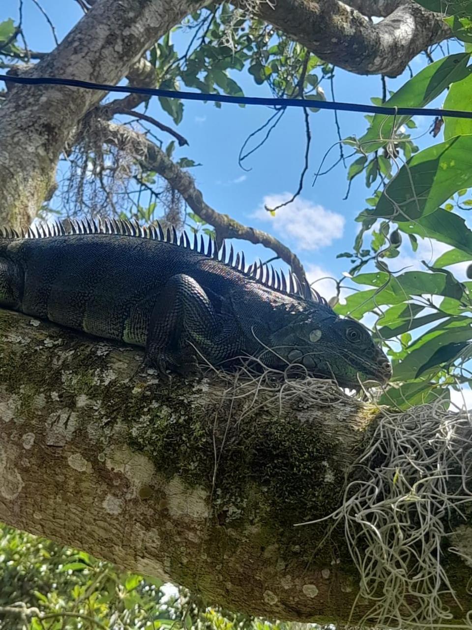 Cabanas La Miranda Filandia Buitenkant foto